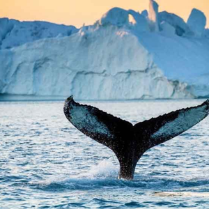 Iceberg Quest Ocean Tours