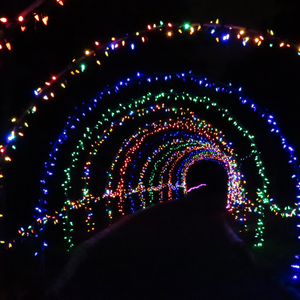 MUN Botanical Garden Merry & Bright Festival