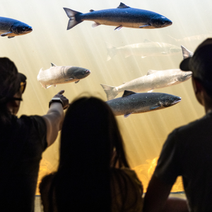 Salmonid Interpretation Centre