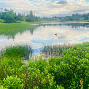Jane's Pond Walking Trail