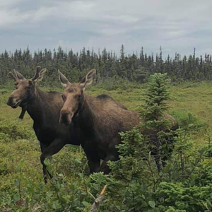Pistolet Bay Provincial Park