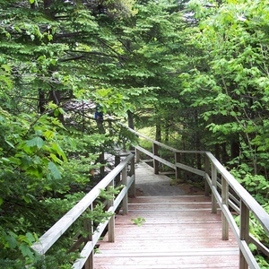 Smokey Cape Trail - J.T. Cheeseman Provincial Park