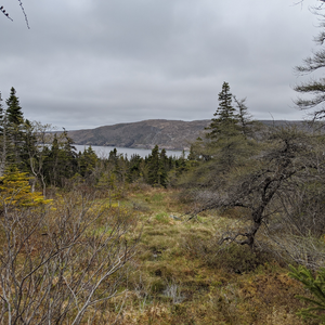 Maddox Cove Nature Reserve