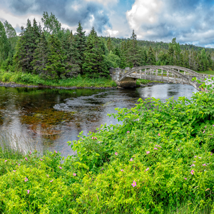 Salmonier Nature Reserve