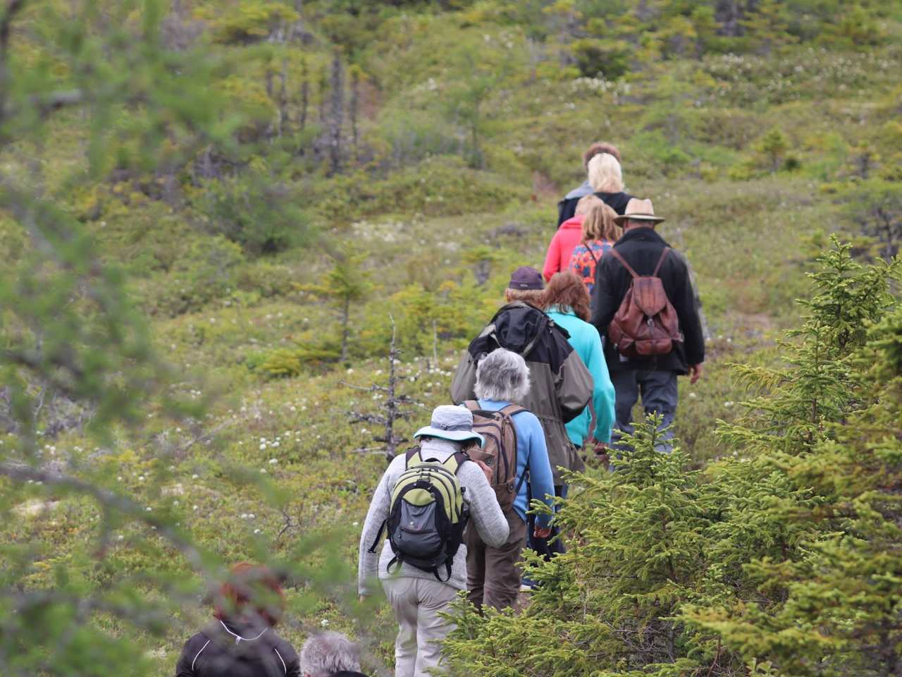 Botanical Hike along the Barrens