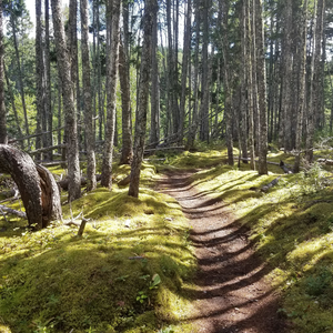 Southwest Brook Trail - Terra Nova National Park, Parks Canada