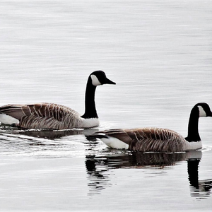 Big Pond Bird Sanctuary