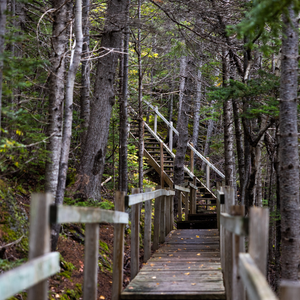 Goodyear's Cove Trails - Wolf Head Trail