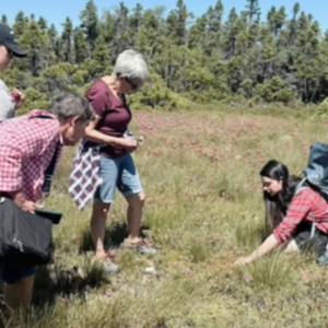 NatureNL: Birding and Wetlands Walk