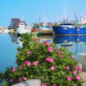 Harbour Front Boardwalk