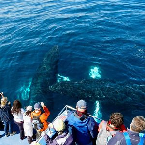 Gatherall's Puffin and Whale Watch